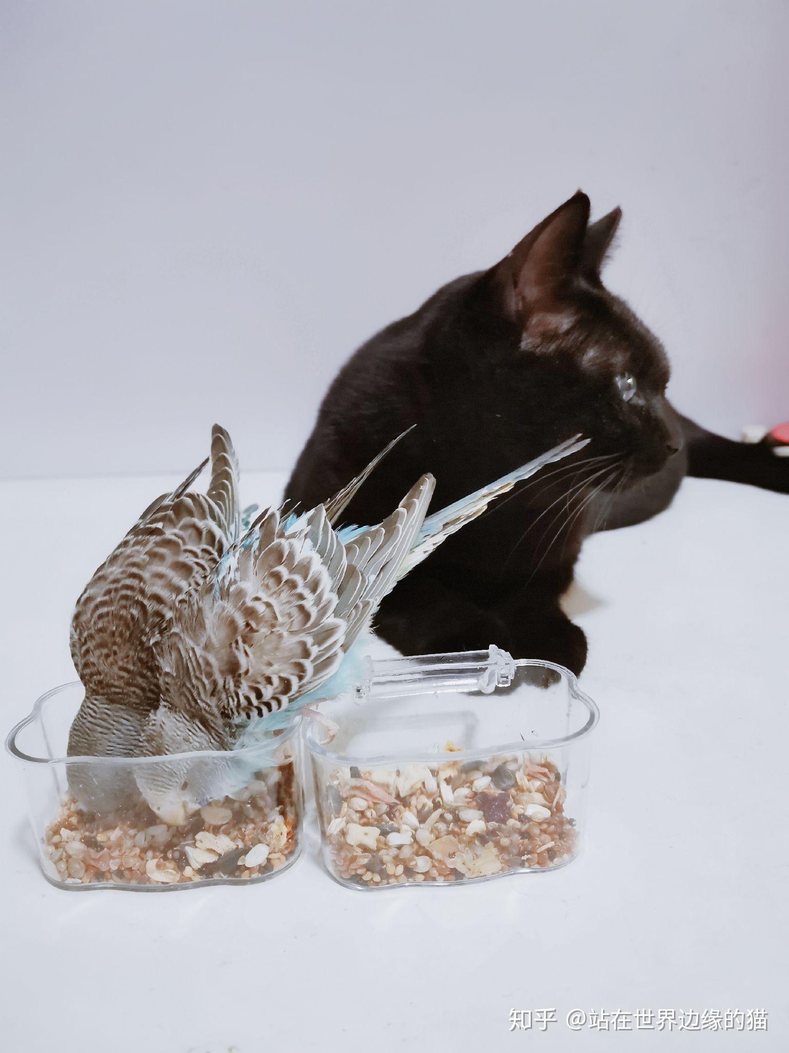 什么是玄猫，什么样的人适合养玄猫，有什么禁忌吗？ - 知乎