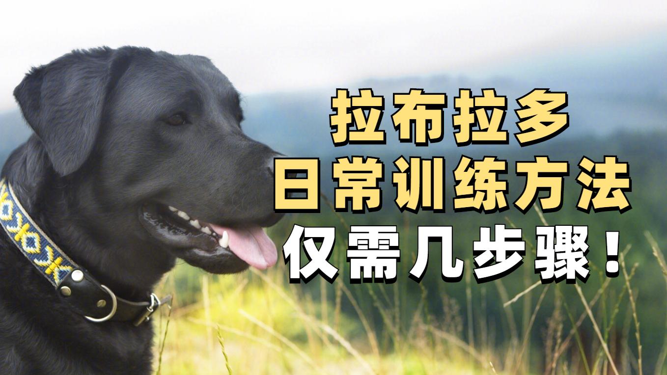 拉布拉多犬该怎么训练? - 知乎