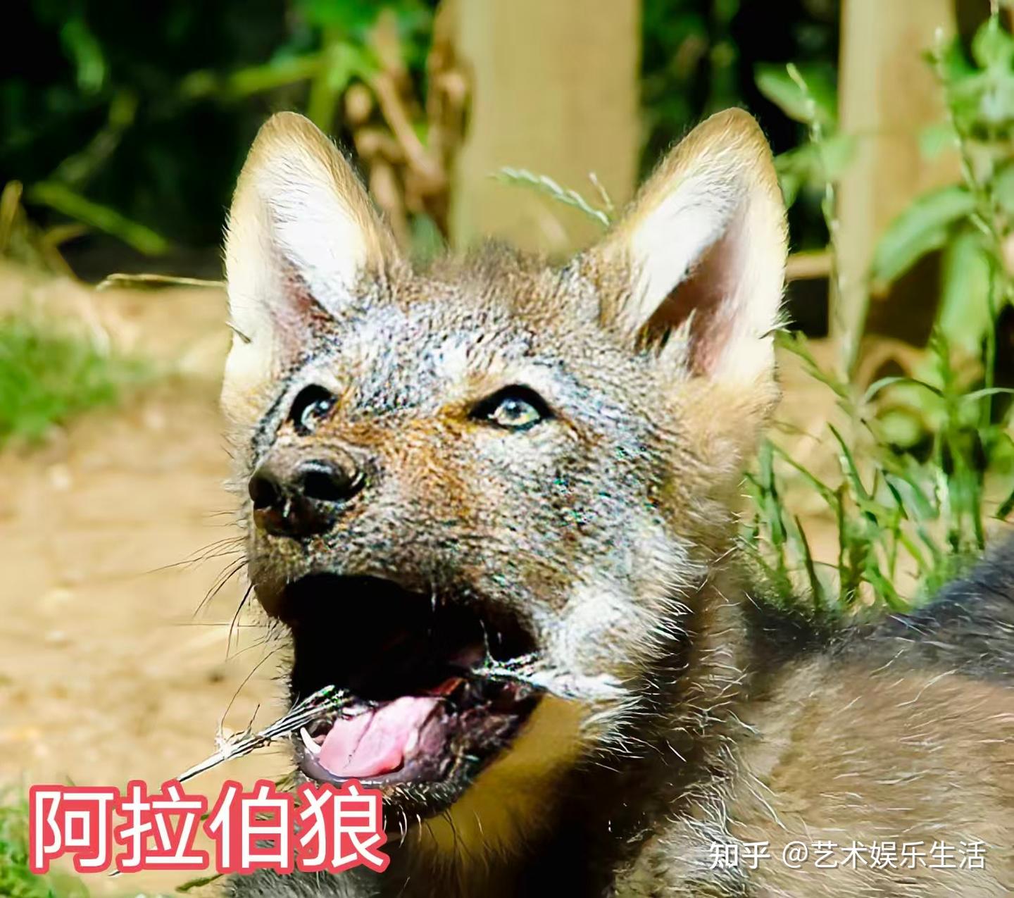 灰狼的40个亚种,它们曾经辉煌的生活在世界的各个角落 - 知乎