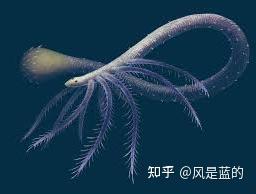 叶足动物门 Lobopodia的梳理 - 知乎