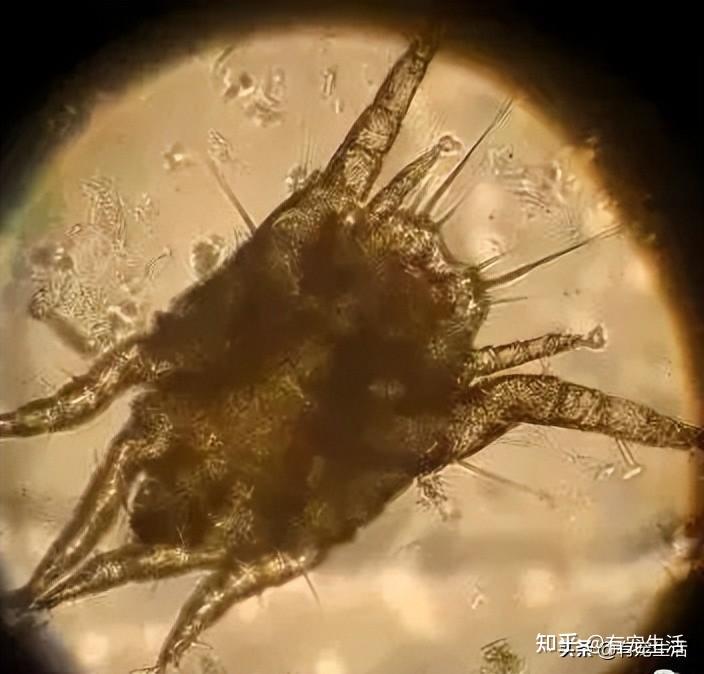 猫咪狗狗耳螨病怎么防?怎么治? - 知乎