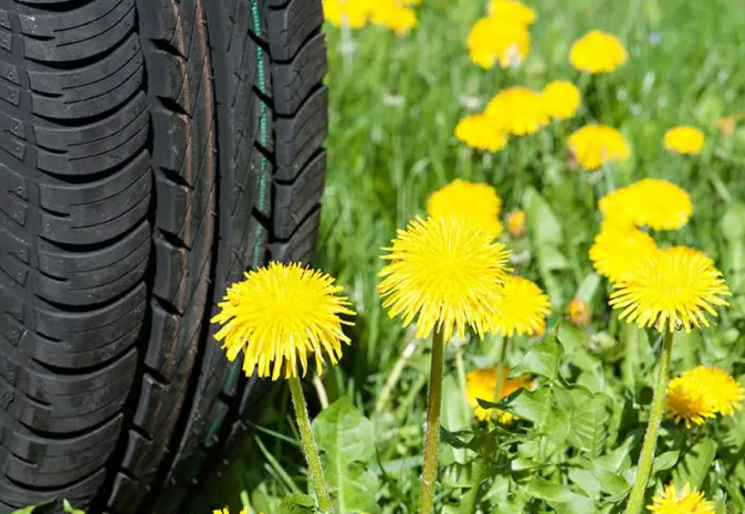 发家致富蒲公英:橡胶草 taraxacum kok