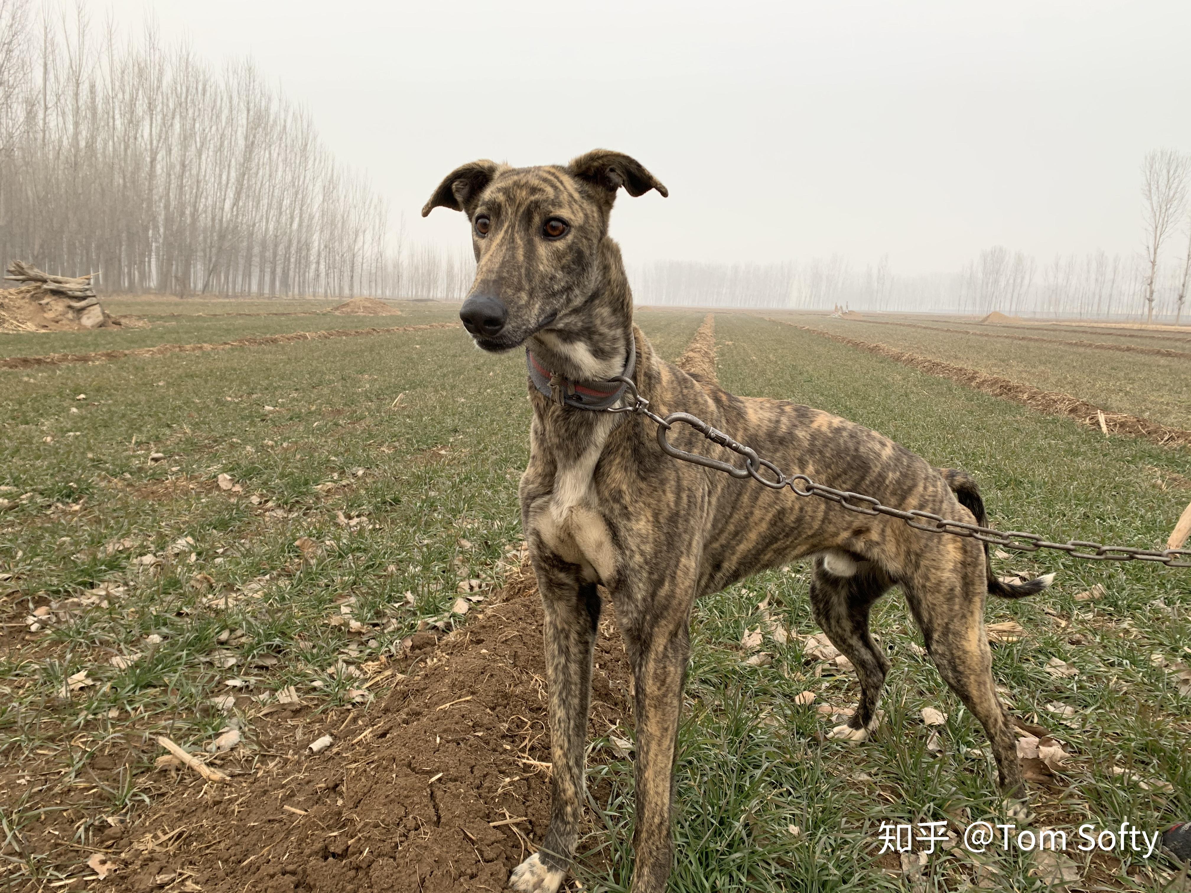 中暑狗子今天在外面晒太阳翻到之前的照片,快到飞起!
