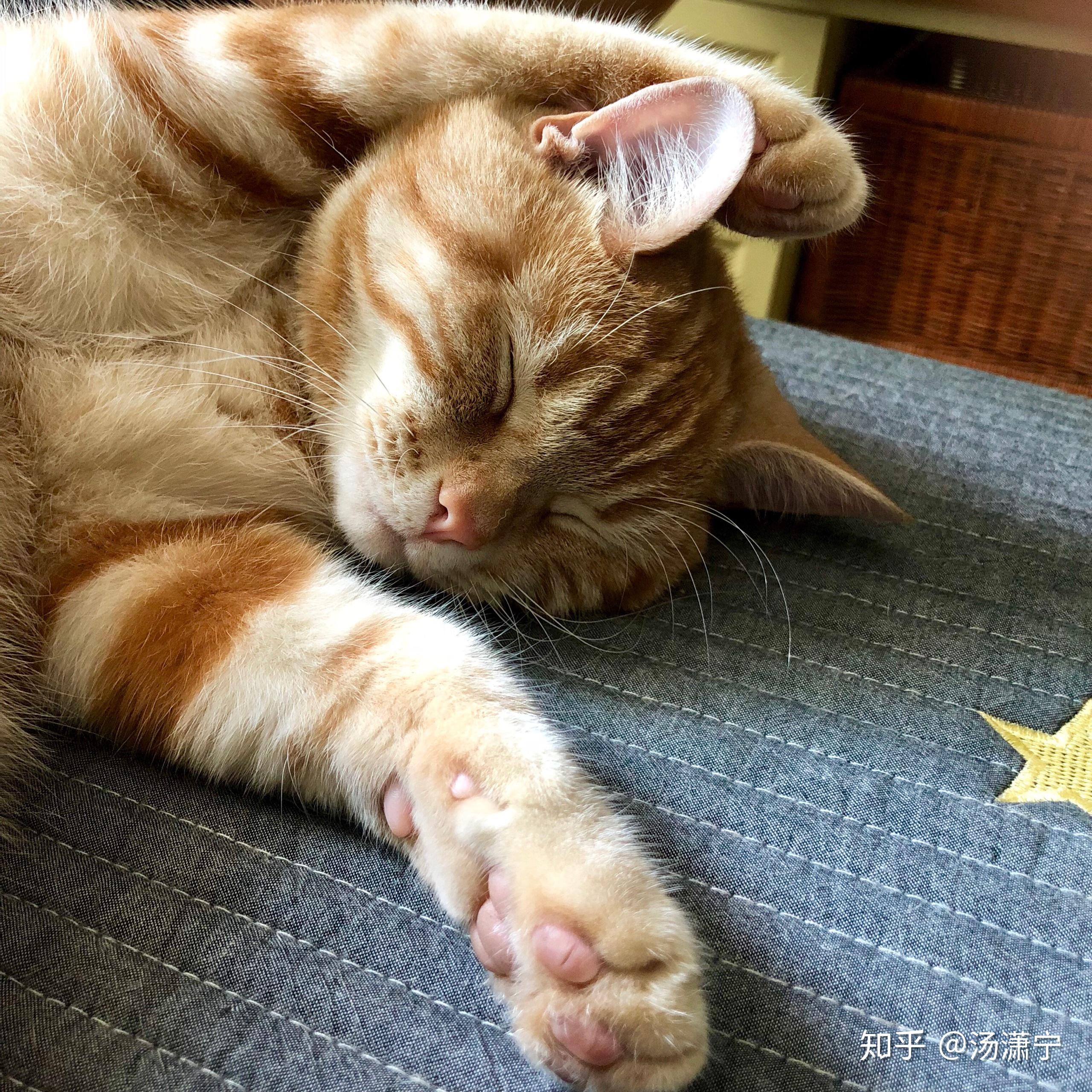 请问这是什么猫,是美短棕虎斑吗?