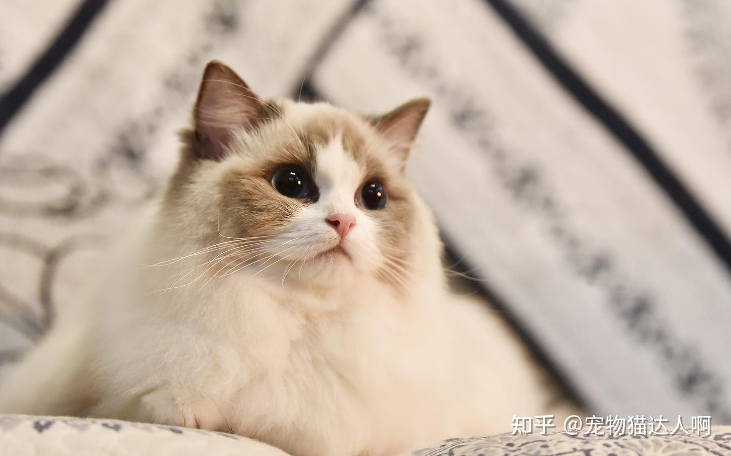 这五种适合家养的猫,建议闭眼入! - 知乎