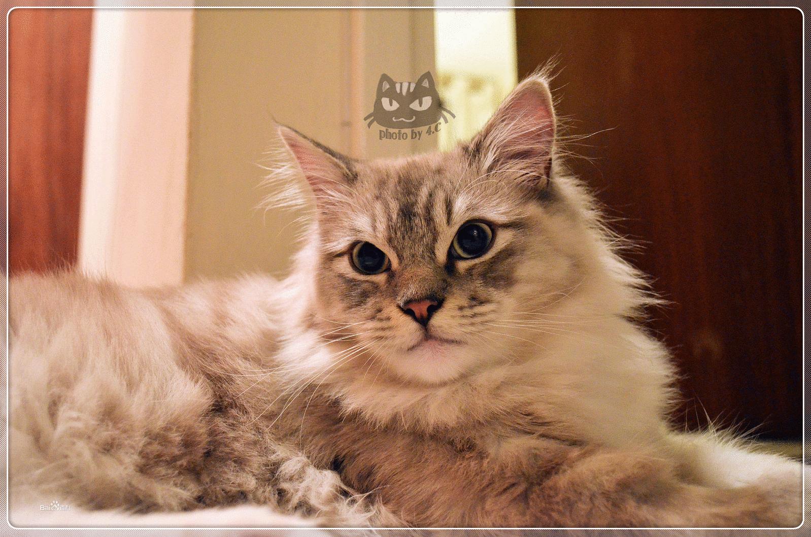 请问这个是什么品种的猫啊?