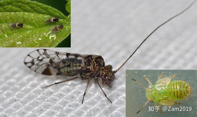 益虫?害虫?老是分不清楚?图鉴它们!驱除敌军!(害虫篇) - 知乎