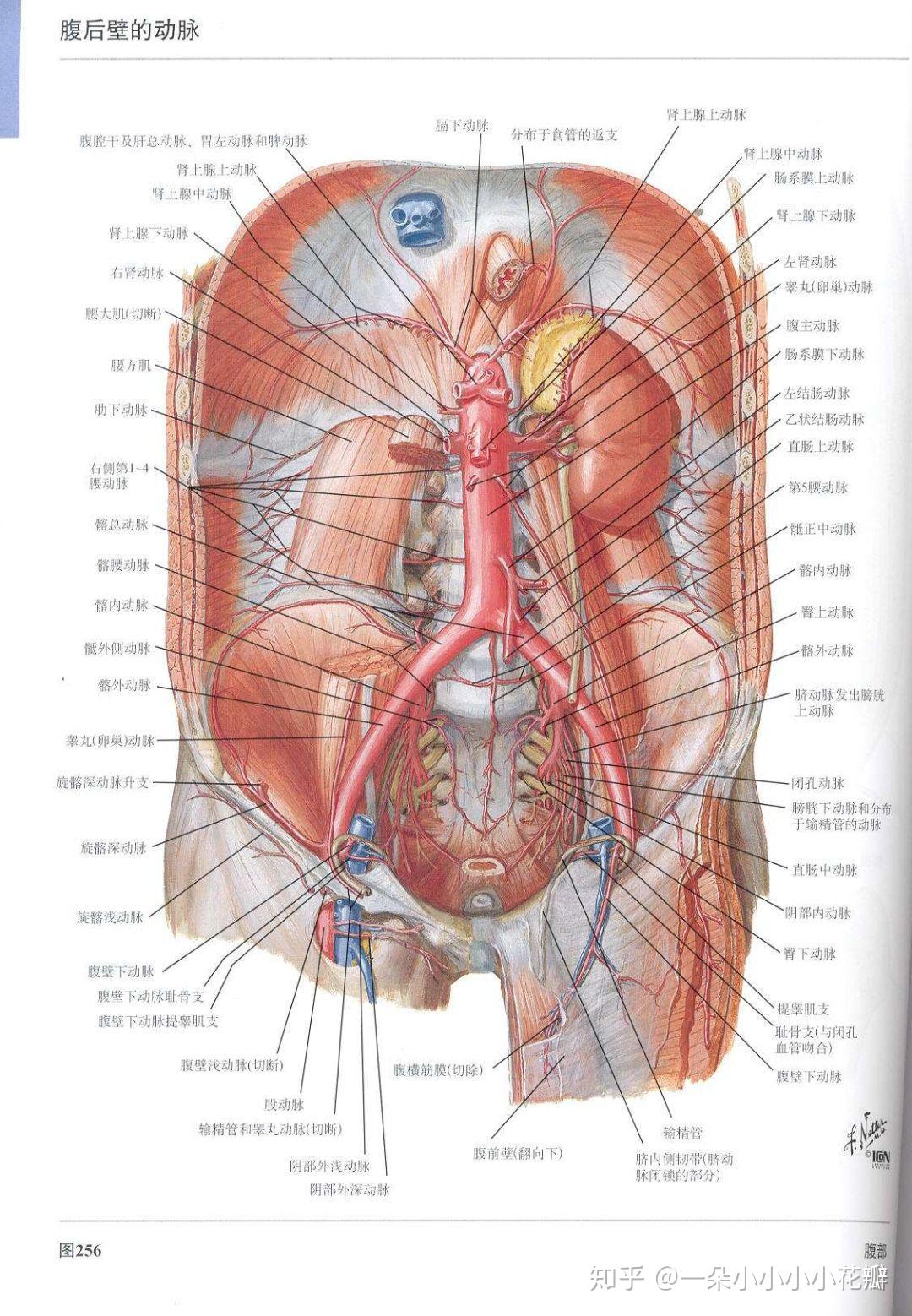 肾动脉分段解剖图图片