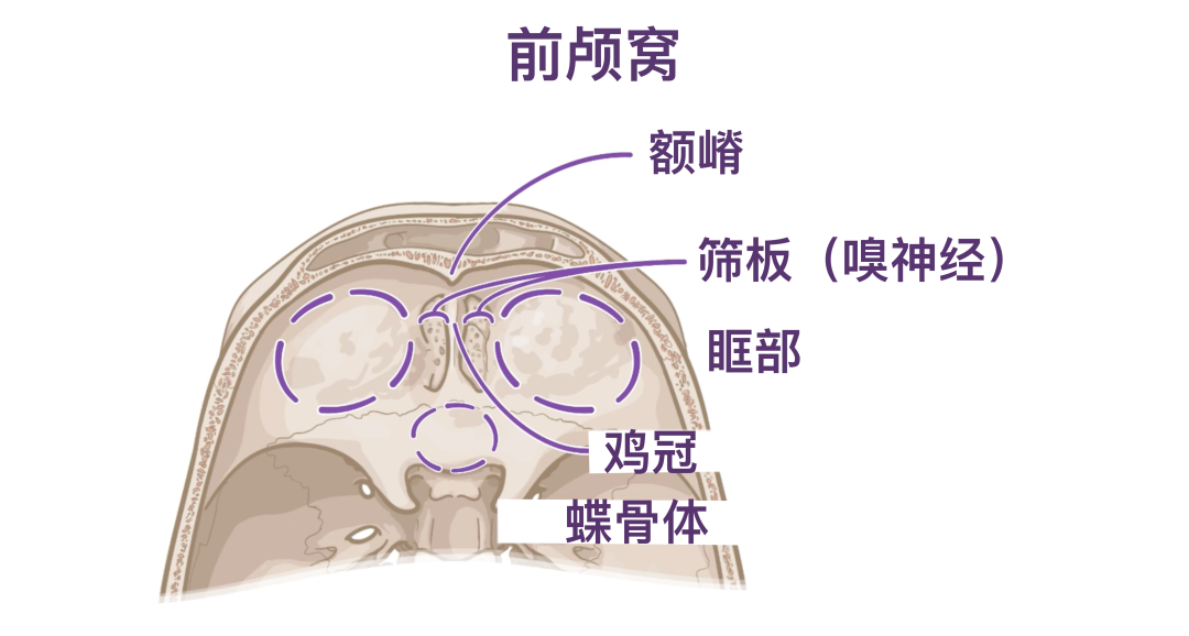 人体解剖学基础:颅底 - 知乎