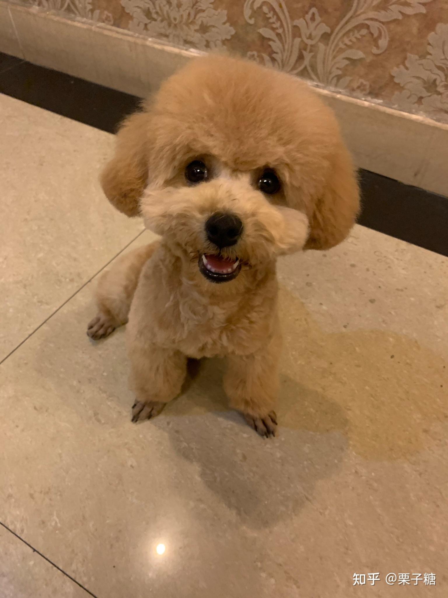 白色比熊跟棕色泰迪会串出什么样的狗? - 知乎