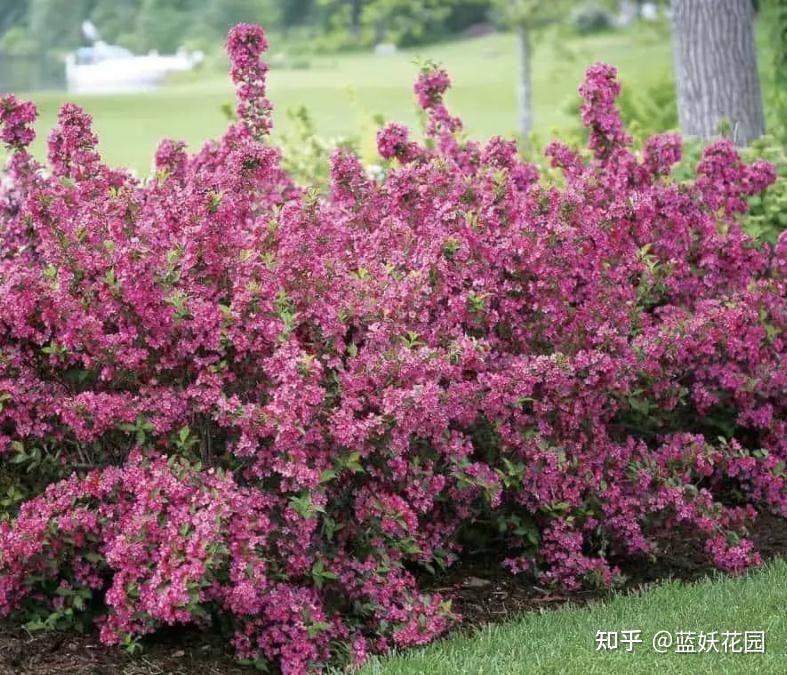 蓝妖:锦带花的养殖方法和注意事项,搞定这5点,开花翻倍 - 知乎