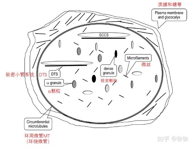 血小板功能- 知乎 血小板功能- 知乎