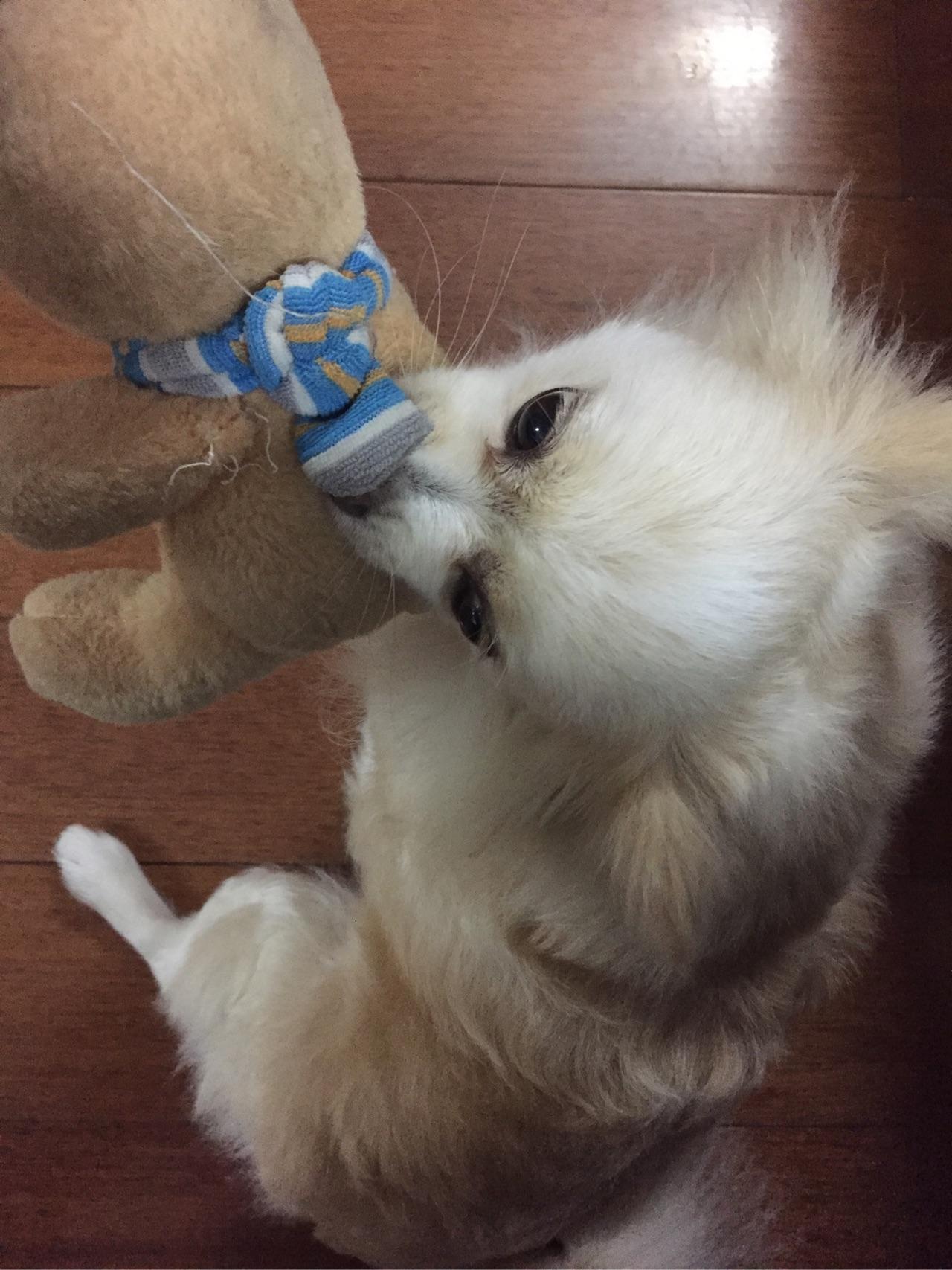 博美的自咬症怎么办