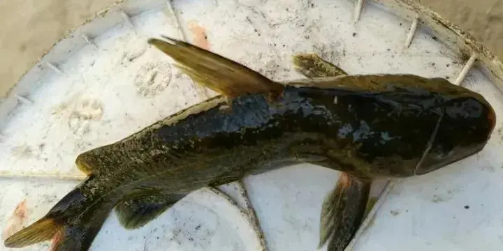 淡水养殖鱼类小瓜虫病的防治:对无鳞鱼类危害严重且难治