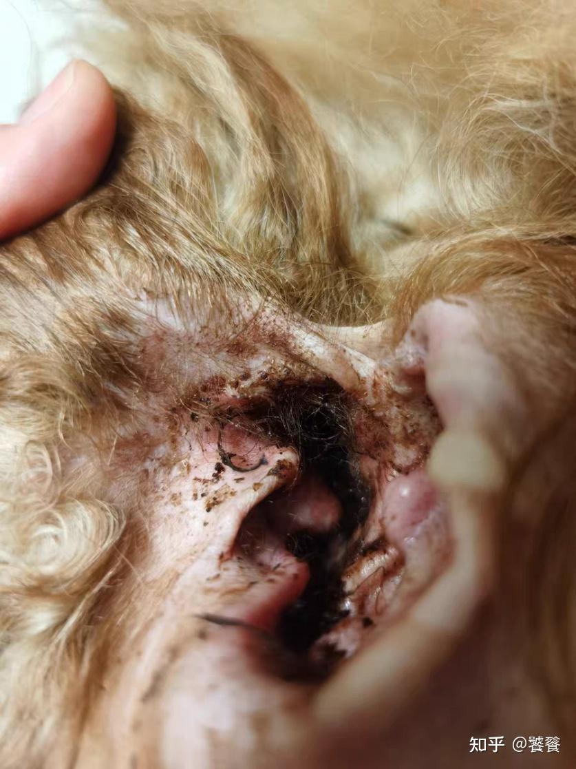 狗狗耳朵有褐色的东西.不知道是不是耳螨.已经买了药水了.