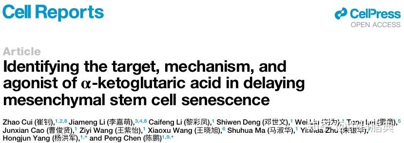 Cell Reports:杨洪军/陈鹏团队揭示α-酮戊二酸驱动的间充质干细胞抗衰新机制 - 知乎