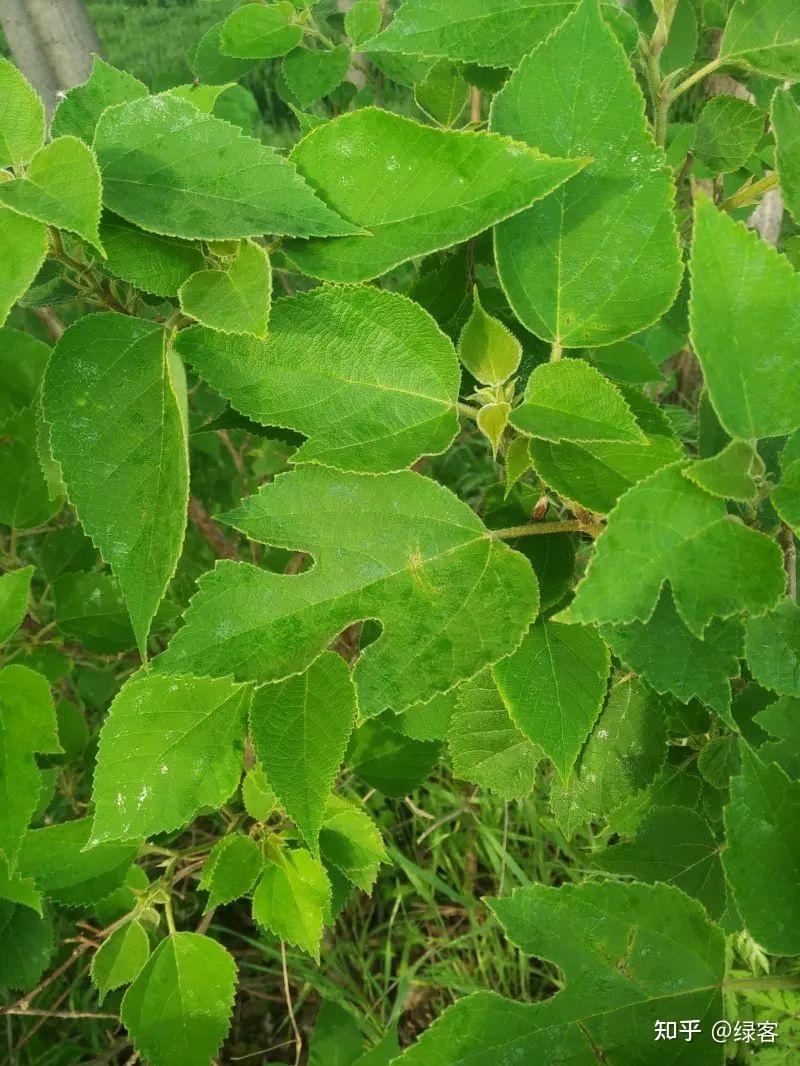 有趣的植物—构树 - 知乎