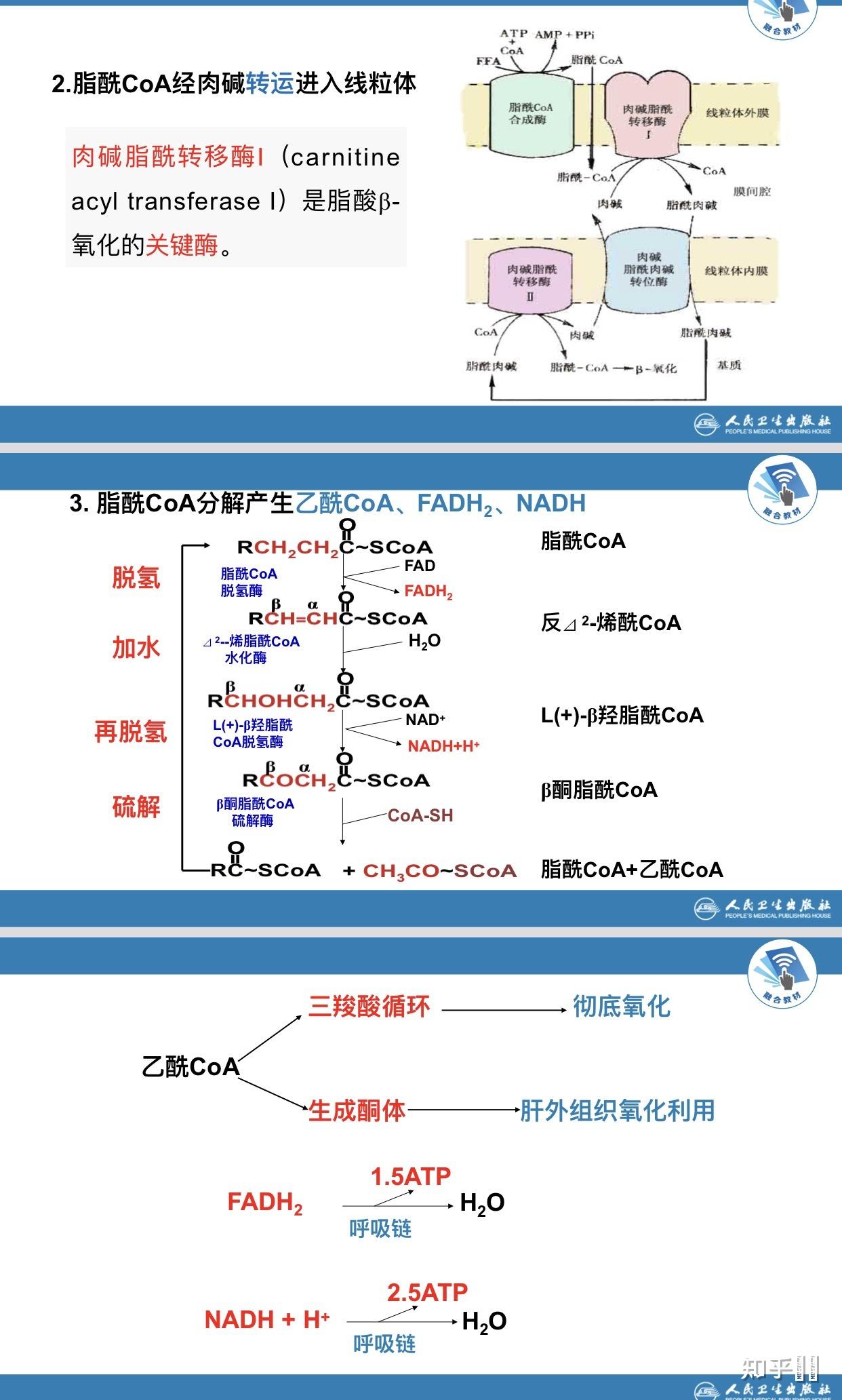 人体的脂质代谢是怎么个流程? - 知乎