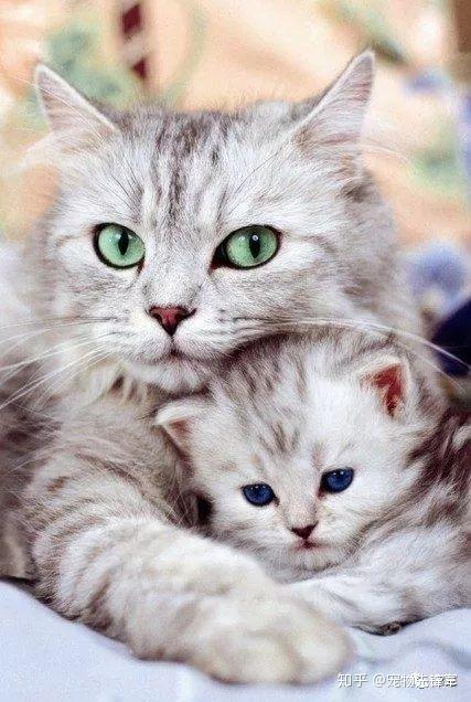 科普 | 母猫为什么会吃掉小猫仔? - 知乎