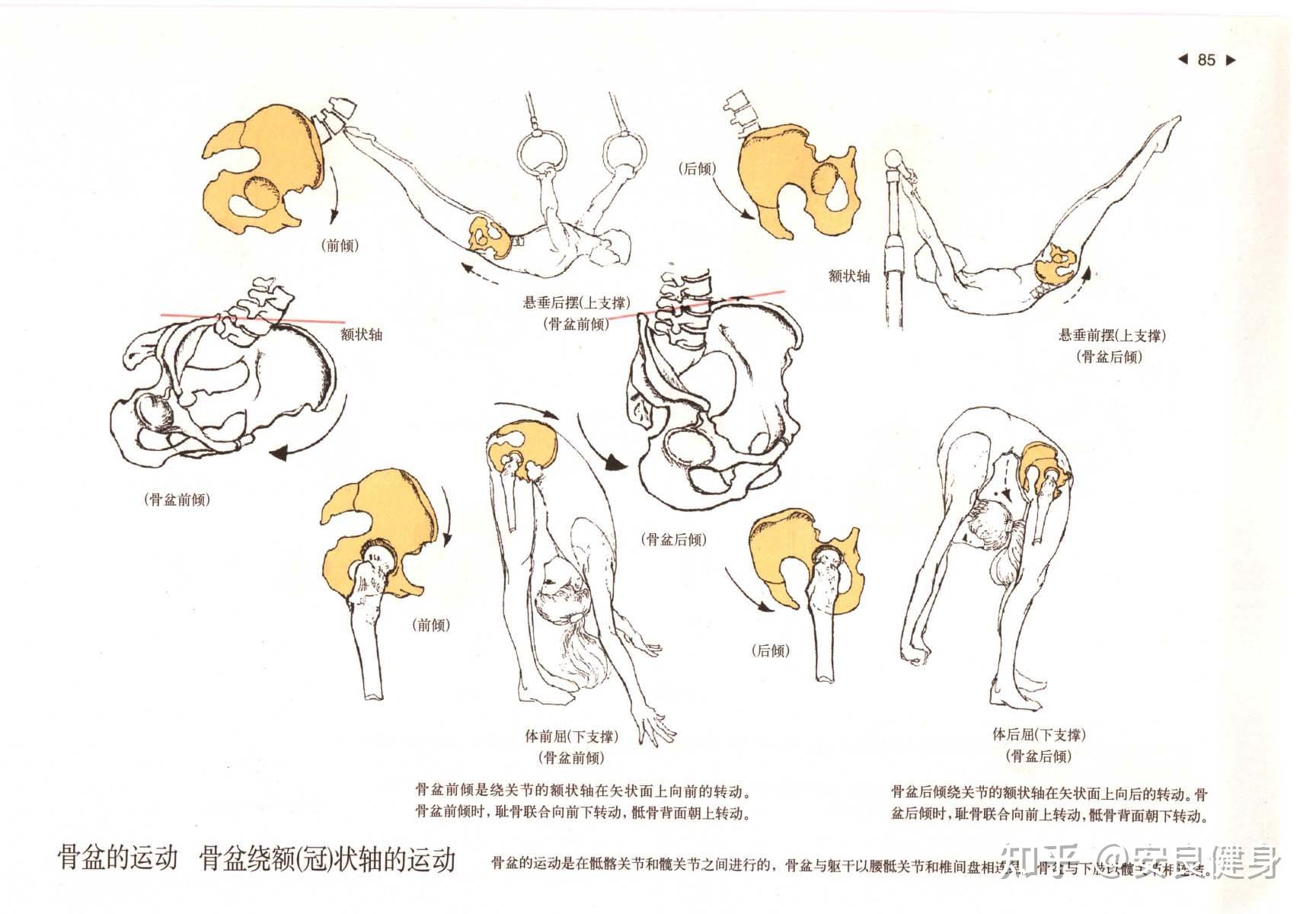 髋关节后伸图片