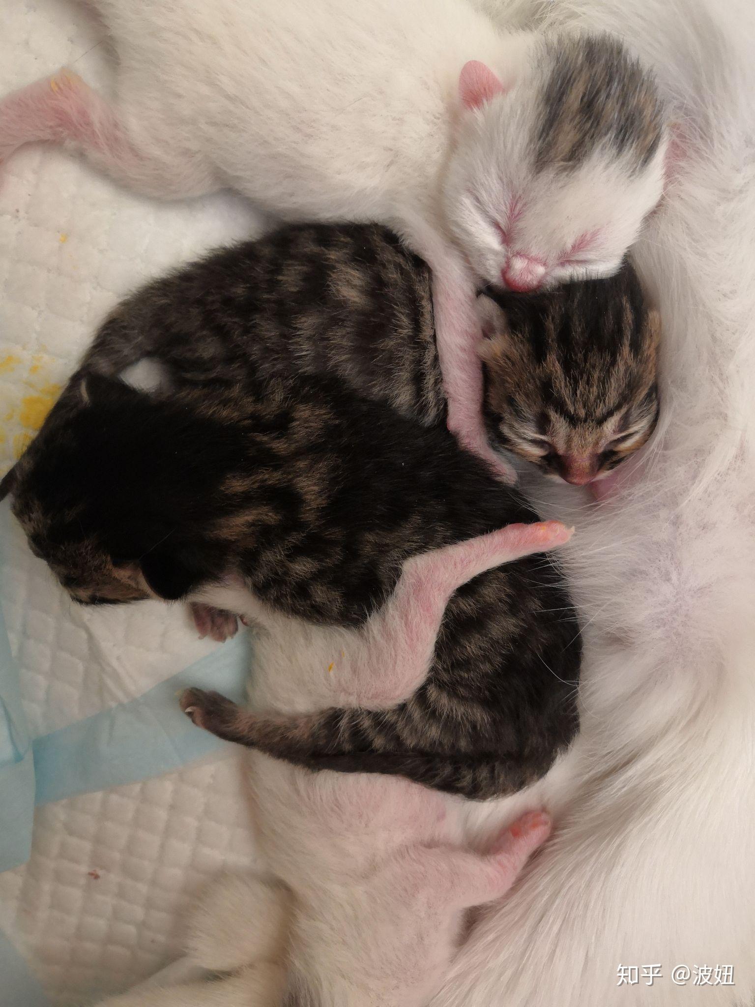 白猫和虎斑配生出来什么样子的猫?