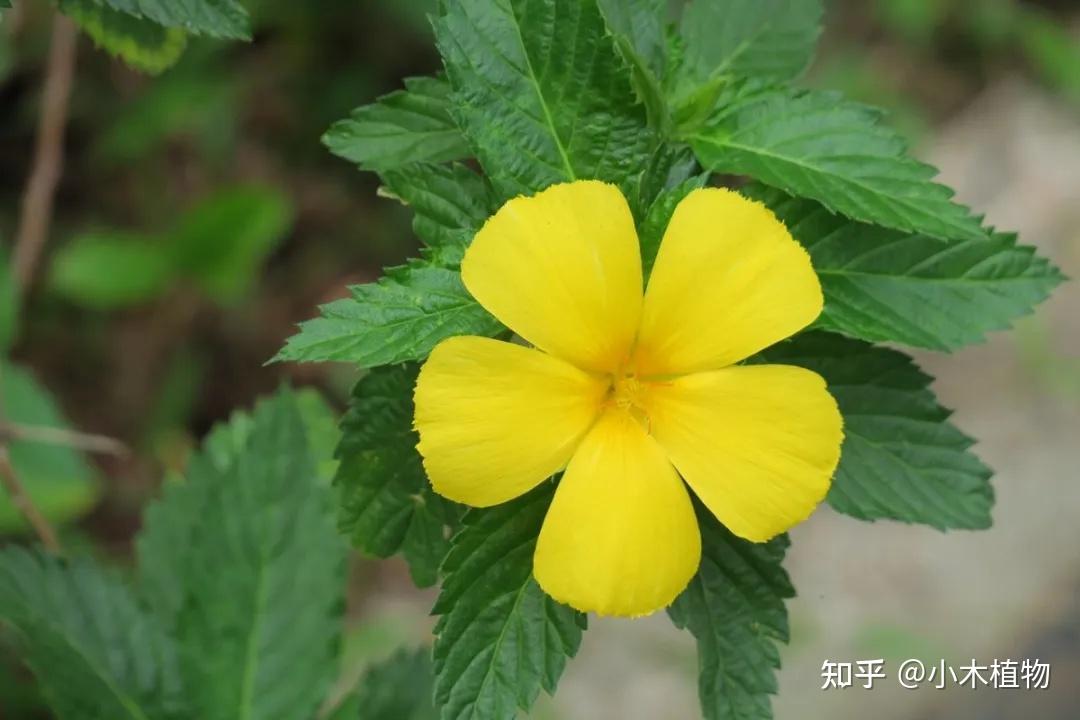 开花有自己的生物钟,群体花朵同开同闭——时钟花 - 知乎