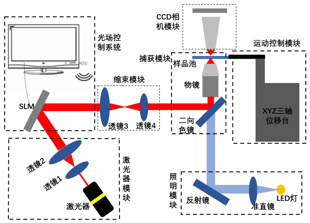 单光束光镊系统&全息光镊系统 - 知乎