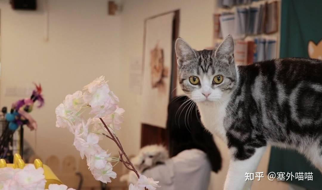 建议收藏 :养猫养狗都用得上的知识,纯干货分享! - 知乎