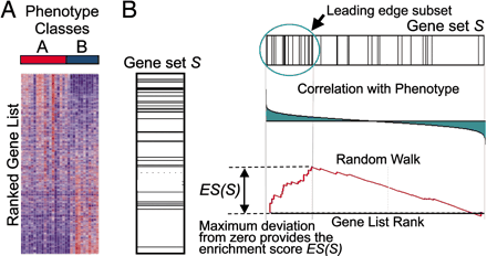 基因集富集分析(Gene Set Enrichment Analysis, GSEA） - 知乎
