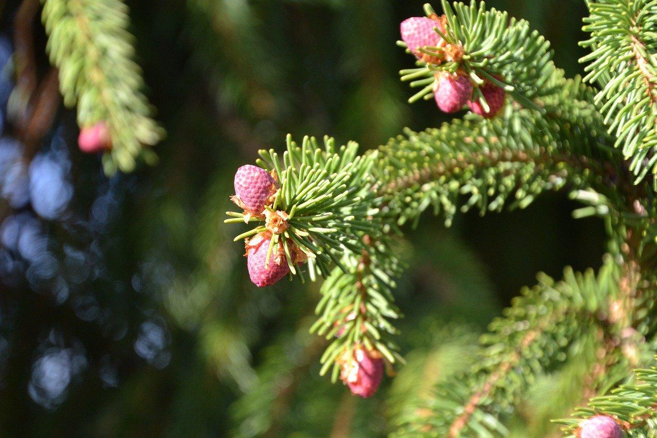 4. 松树盆景养护