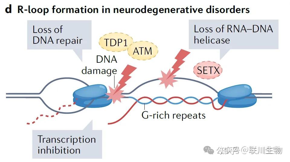 万字综述：R-Loops和RNA-DNA杂合片段的起源、机制及生物学意义 - 知乎