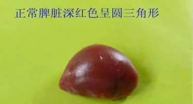 鸡解剖生理特点 - 知乎
