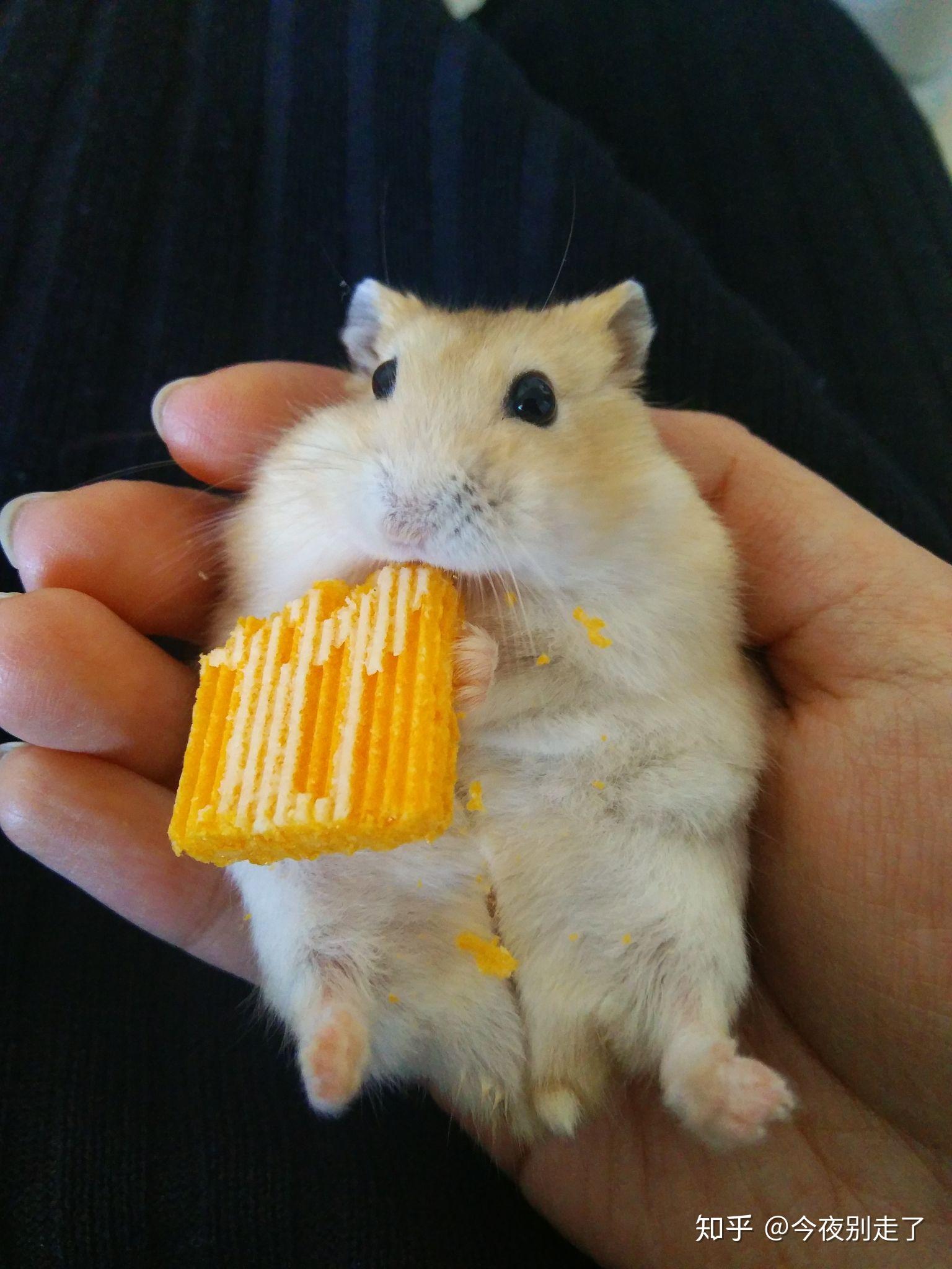 新手要养容易躺手温顺的仓鼠有哪些?74原生.布丁.紫仓.