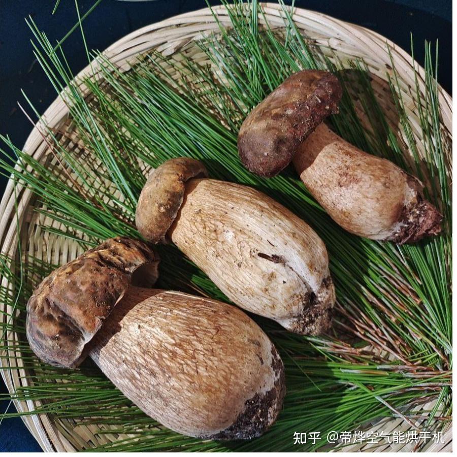 牛肚菌有哪几种做法是简单上手做的比较好吃