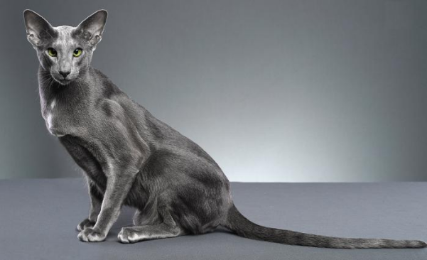东方短毛猫颜色介绍~ - 知乎