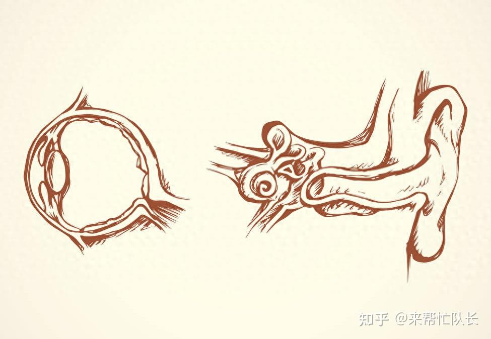 前庭神经炎,可出现明显眩晕、眼球震颤等情况?如何治疗呢? - 知乎