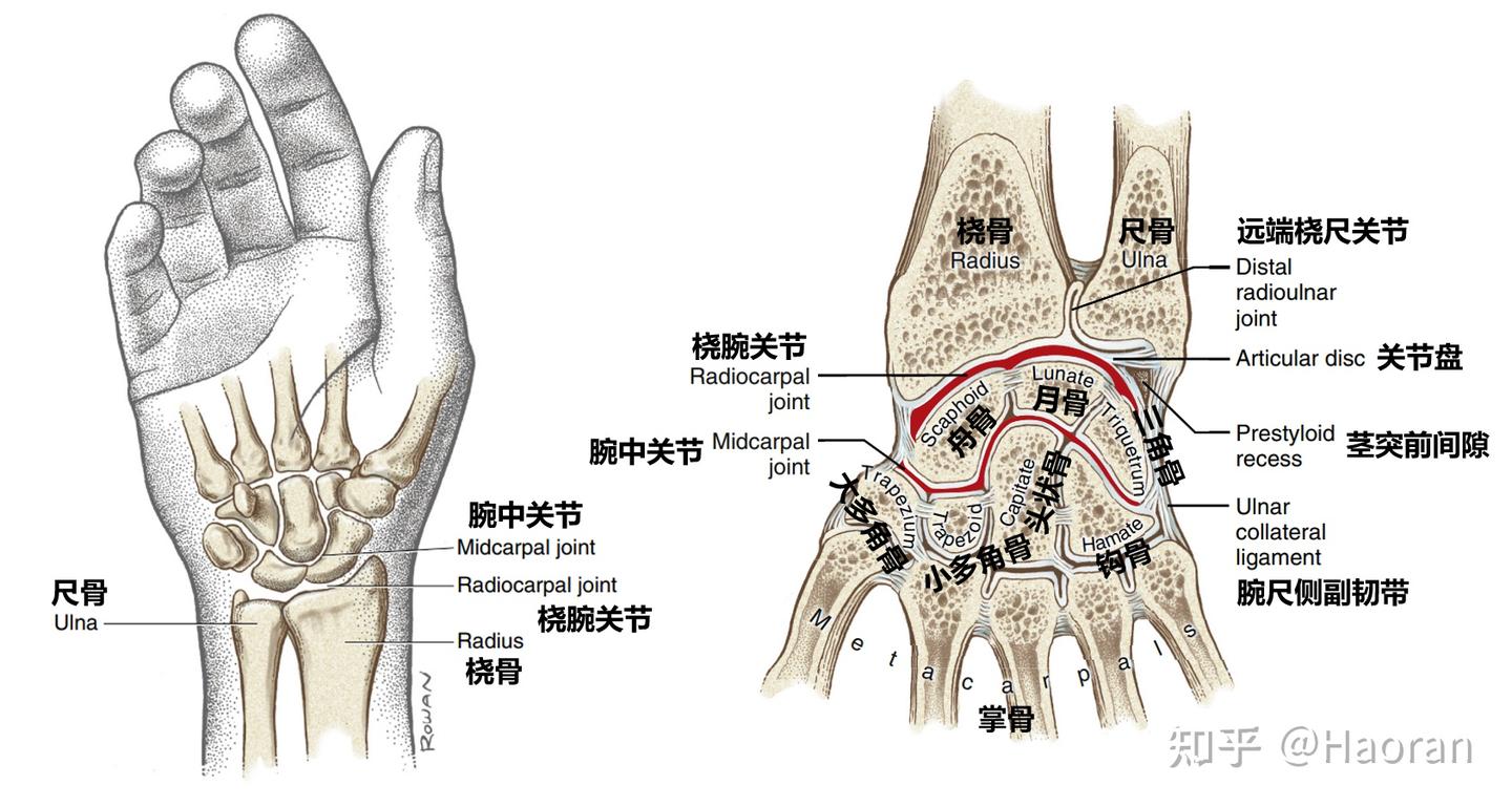 科学运动笔记（八）：腕关节、手与小臂力量- 知乎
