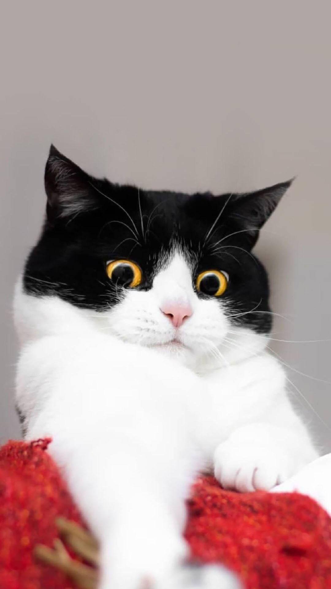 有哪些类似千岁岁那种黑猫的图片