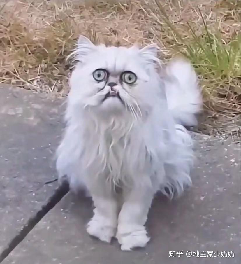 有的猫猫真的很丑！ - 知乎