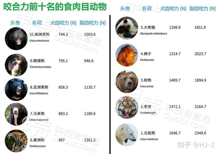 义乌一商场大屏现巨幅丫丫海报 中国为什么会选择熊猫作为国宝呢？