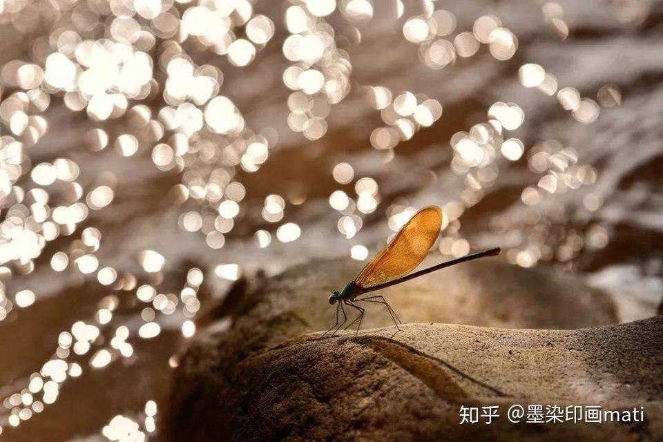 这种唯美、梦幻的“虚化光斑”怎么拍出来的?原来实现如此简单! - 知乎