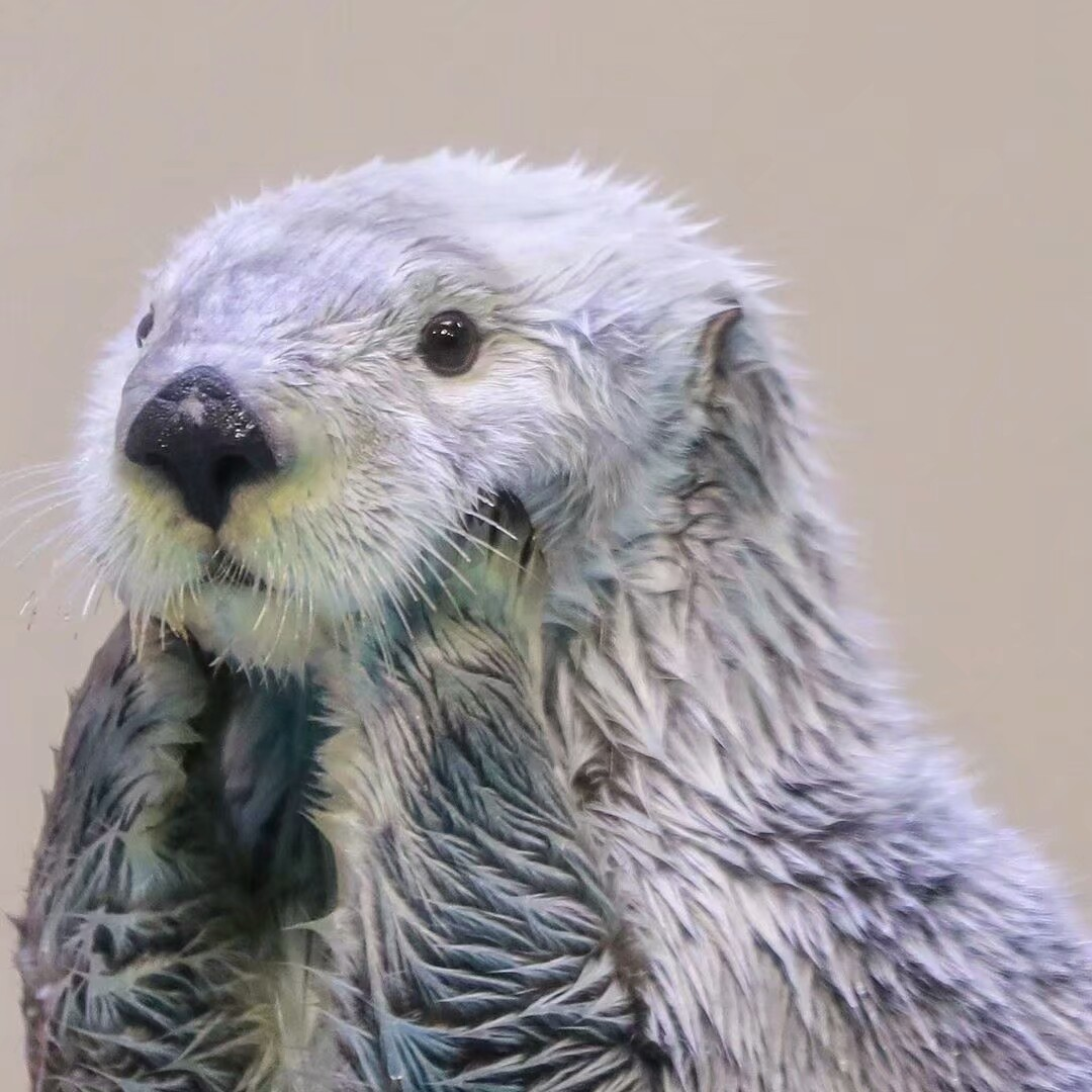 有这个水獭表情包吗? - 知乎