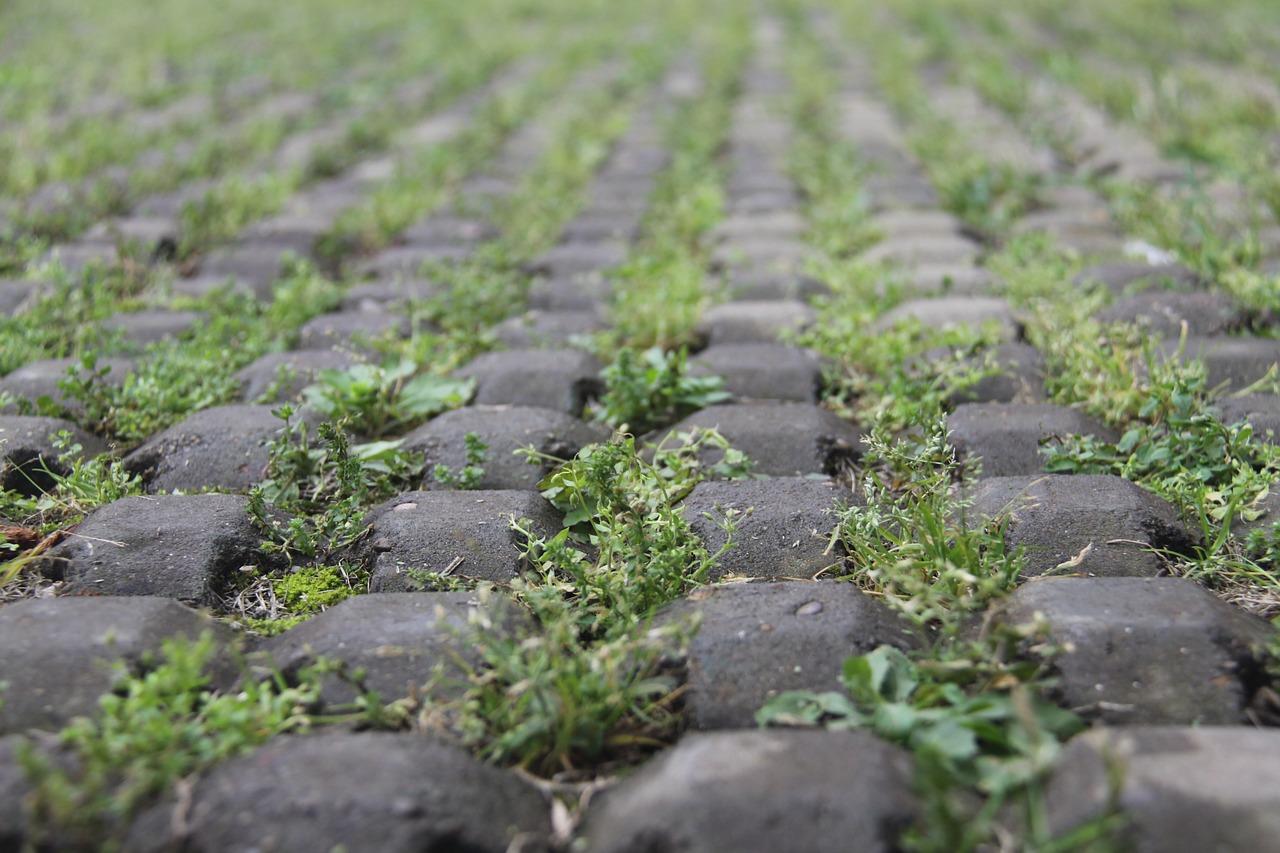 小草的坚韧生长