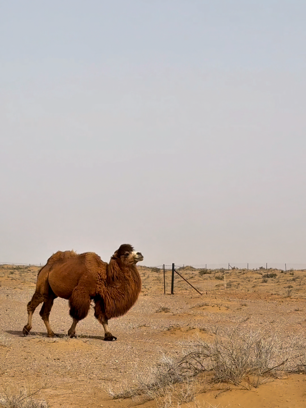 去沙漠里看看骆驼发发呆