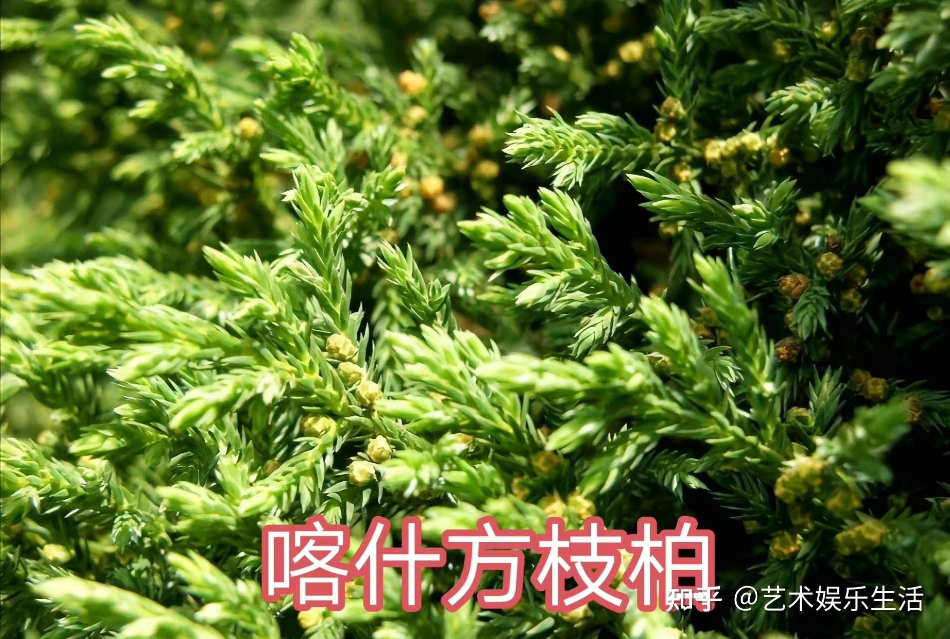 68种柏科植物,园林栽培的常用树种 - 知乎