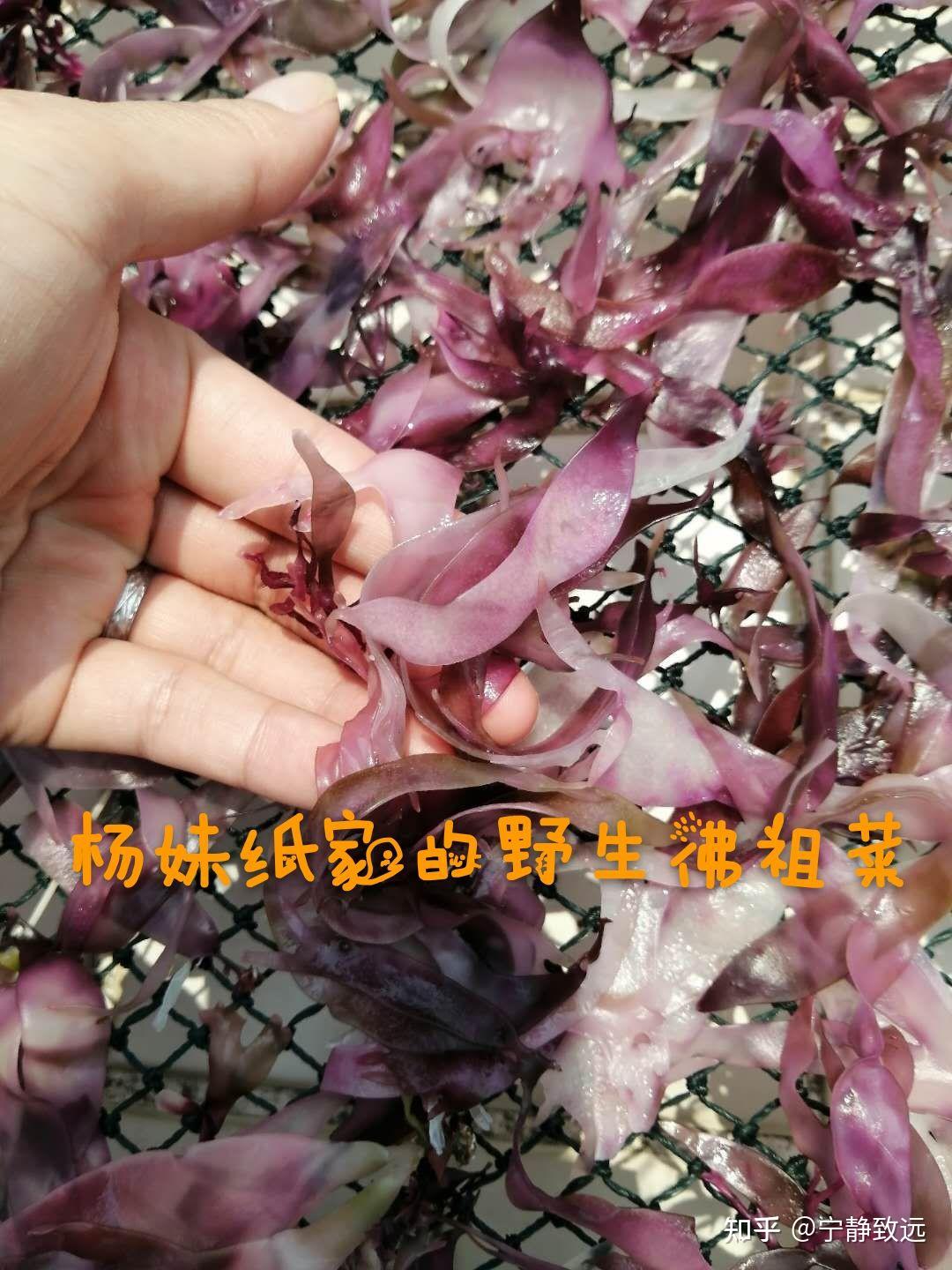 佛祖菜对胃的功效 佛祖菜