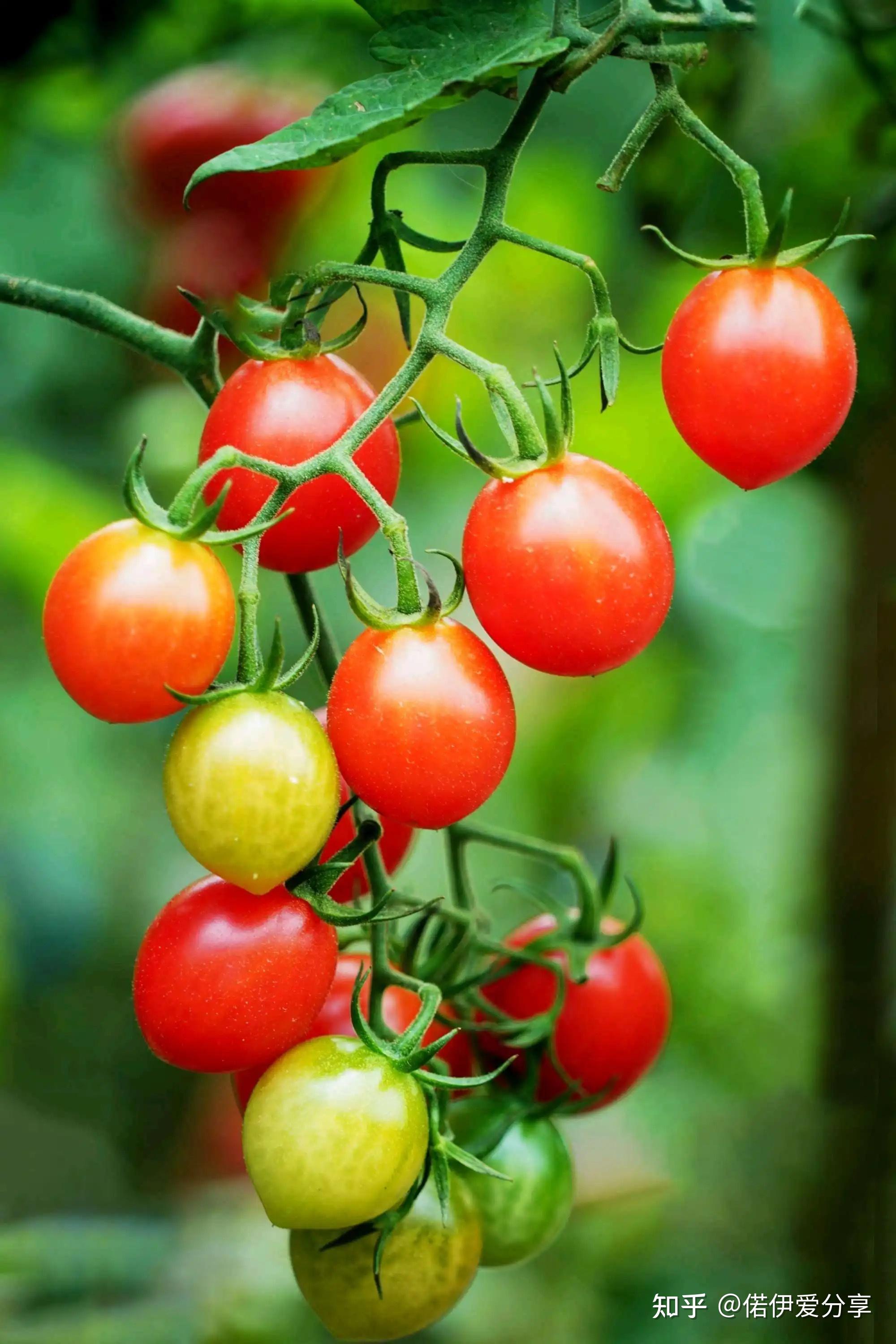 多吃小番茄有什么好处呢?