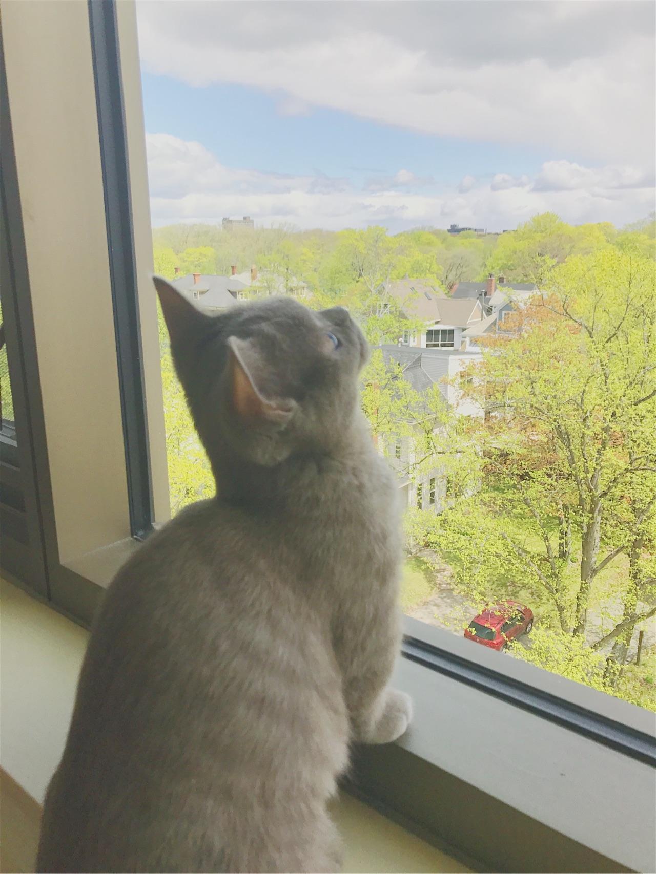 猫咪每次抬头看天空的时候都在想些什么呢? - 知乎