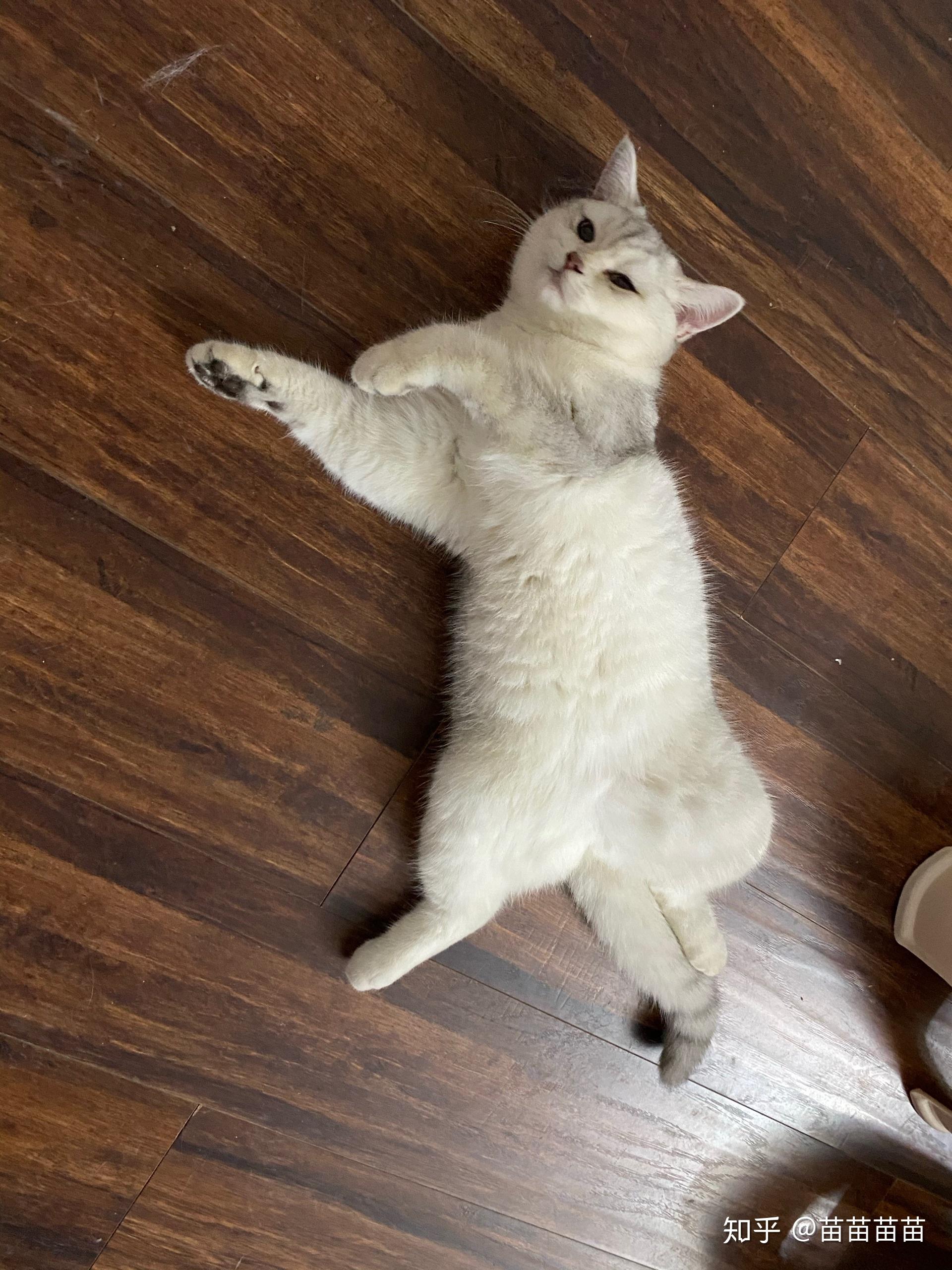 为什么猫咪会四肢朝天仰着睡觉