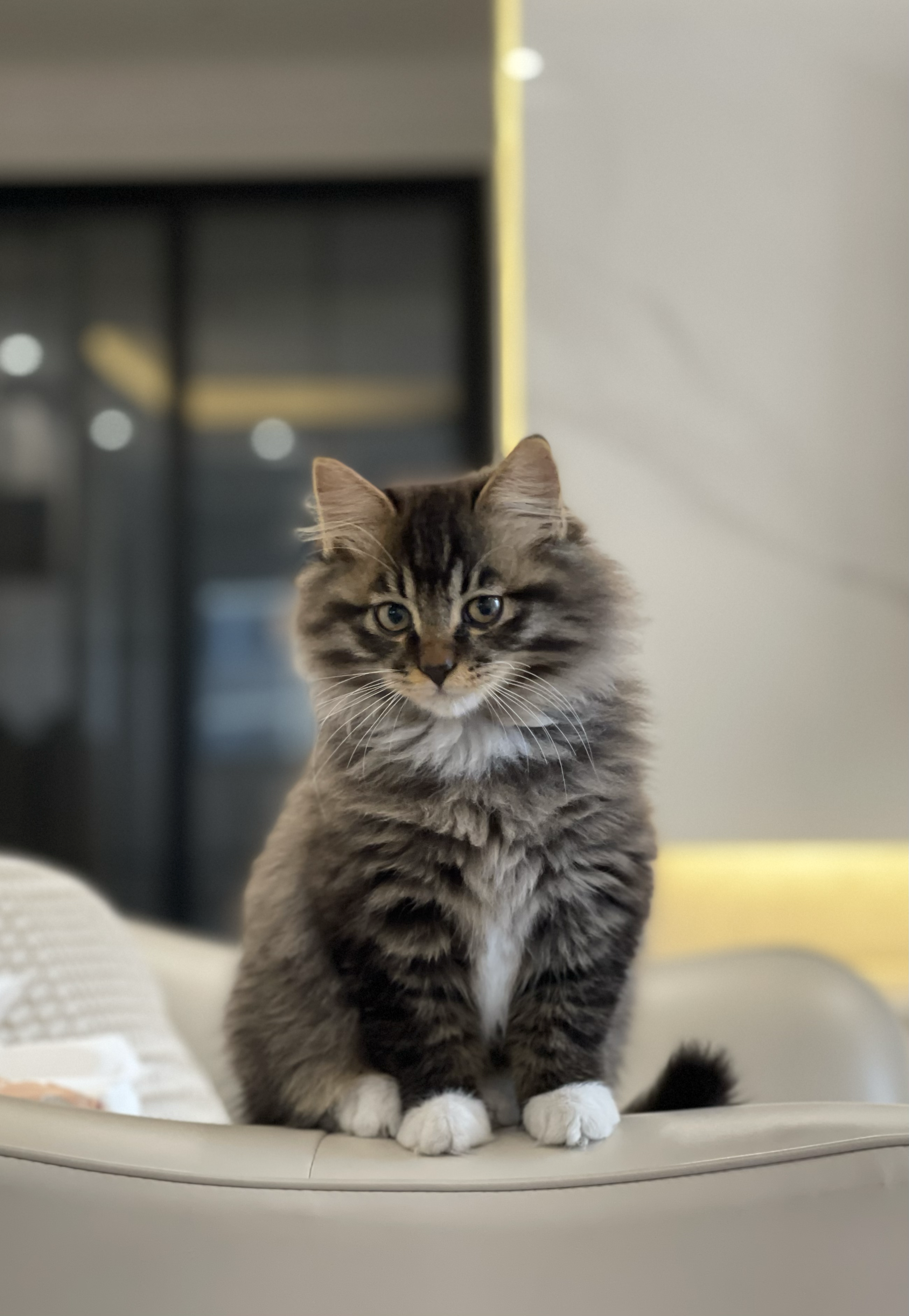 狸花猫和纯白公狮子猫配种会生出什么模样的